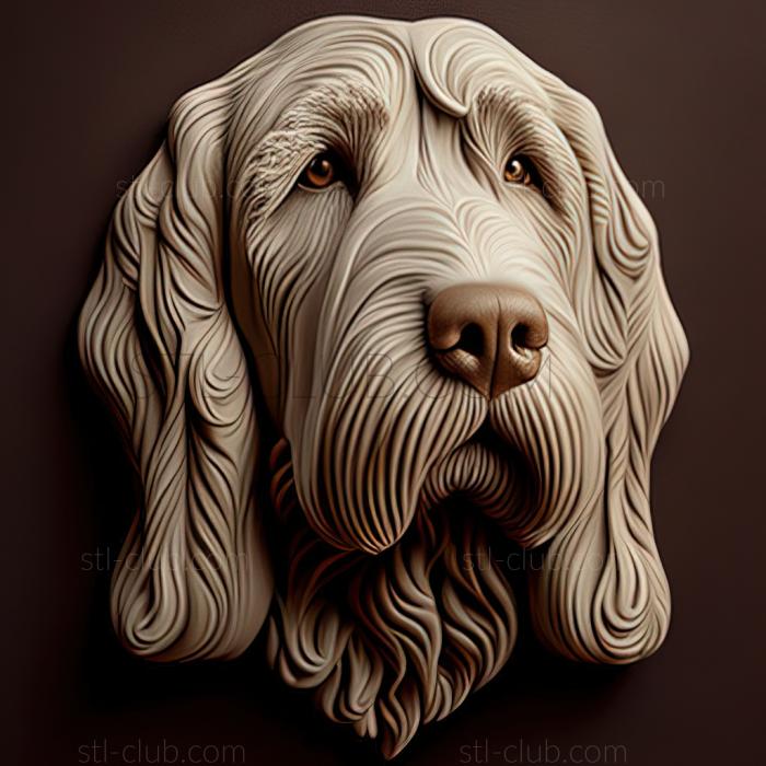 st Italian spinone dog